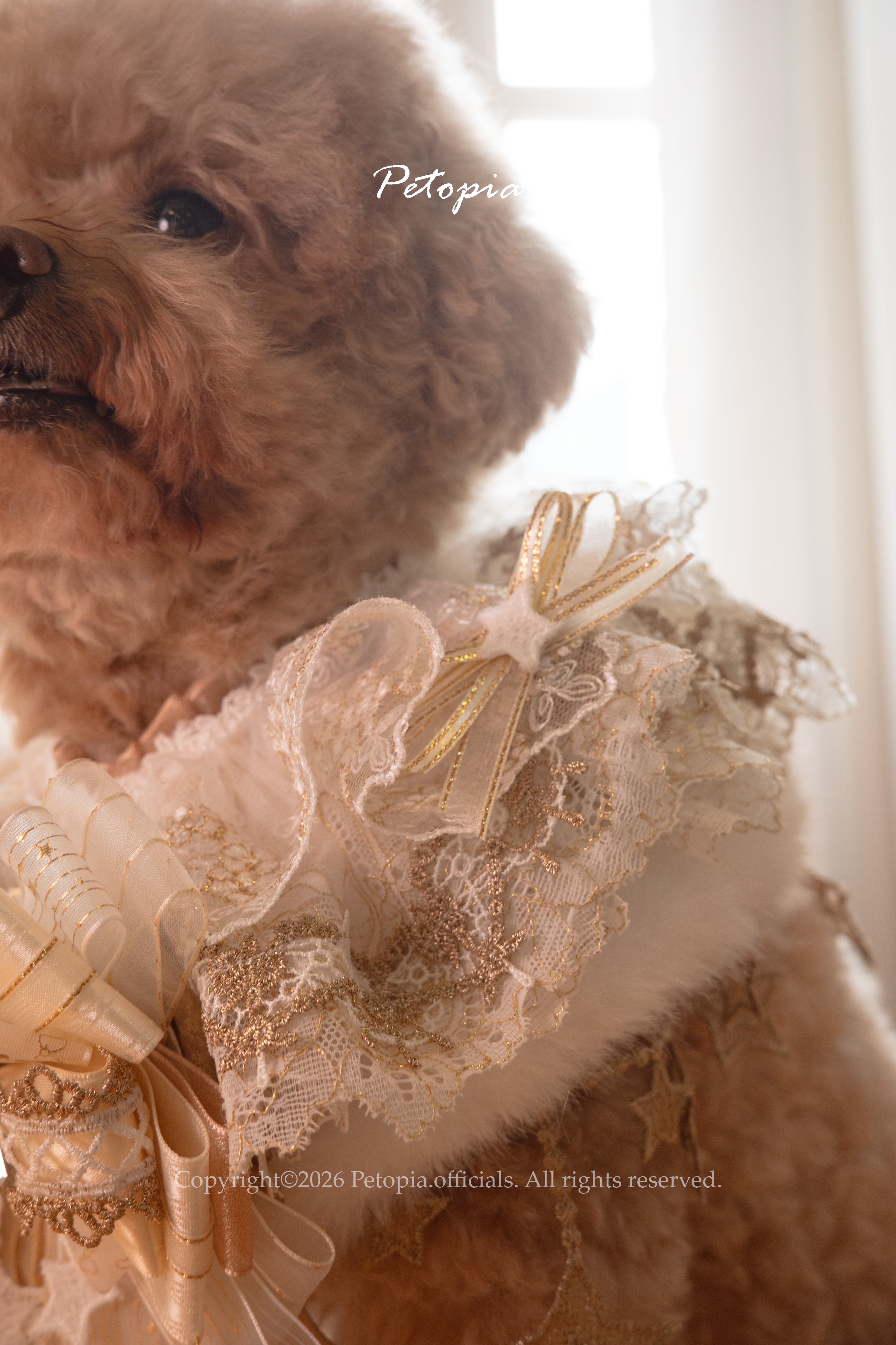 Close-up side view of voluminous lace dog collar, high quality pet fashion 豪華蕾絲狗項圈側面特寫